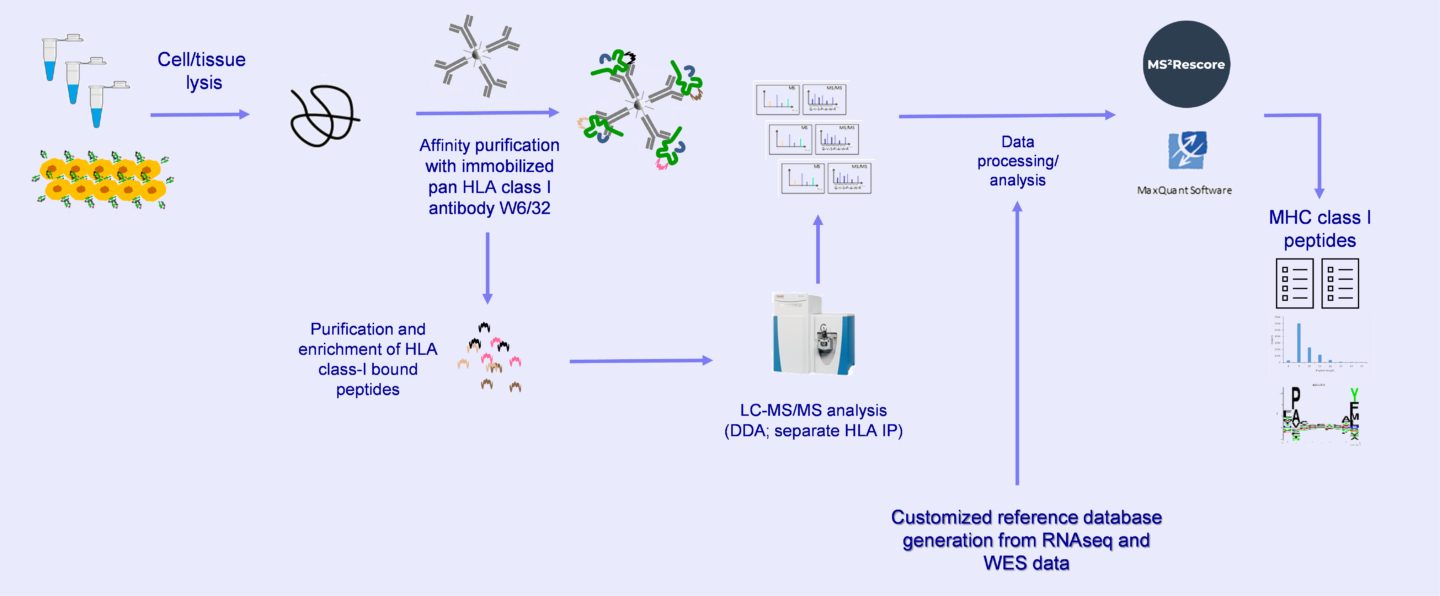 MHC Peptidomics Workflow